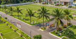 The Rising Palm